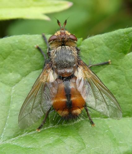 Réf. 308 510 : Tachina magnicornis